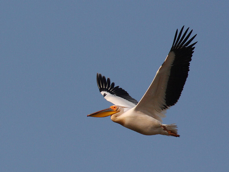 Pellicano Fiorentino - Pelecanus onocrotalus